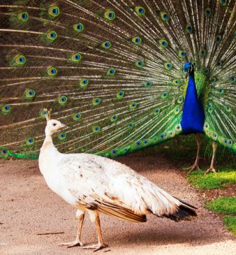 Pavo real exhibiendo sus plumas para seducir a la hembra