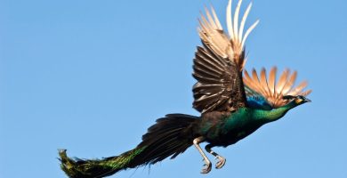 Pavo real volando