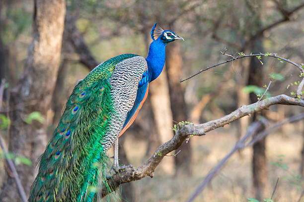 Pavo Real en el Ranthambhore National Park, India.