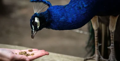 Pavo real comiendo cereales de la mano de un humano