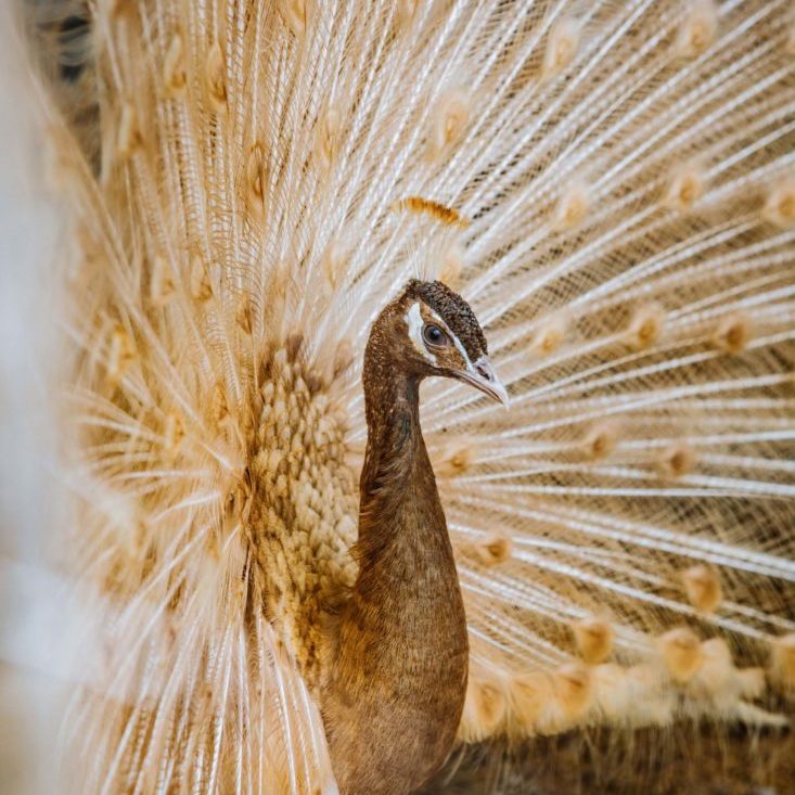 Información Sobre El Pavo Real & Plumas Al Mayor